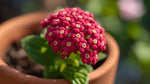 full view of Lantana Dwarf Raspberry live houseplant from Divine Roots