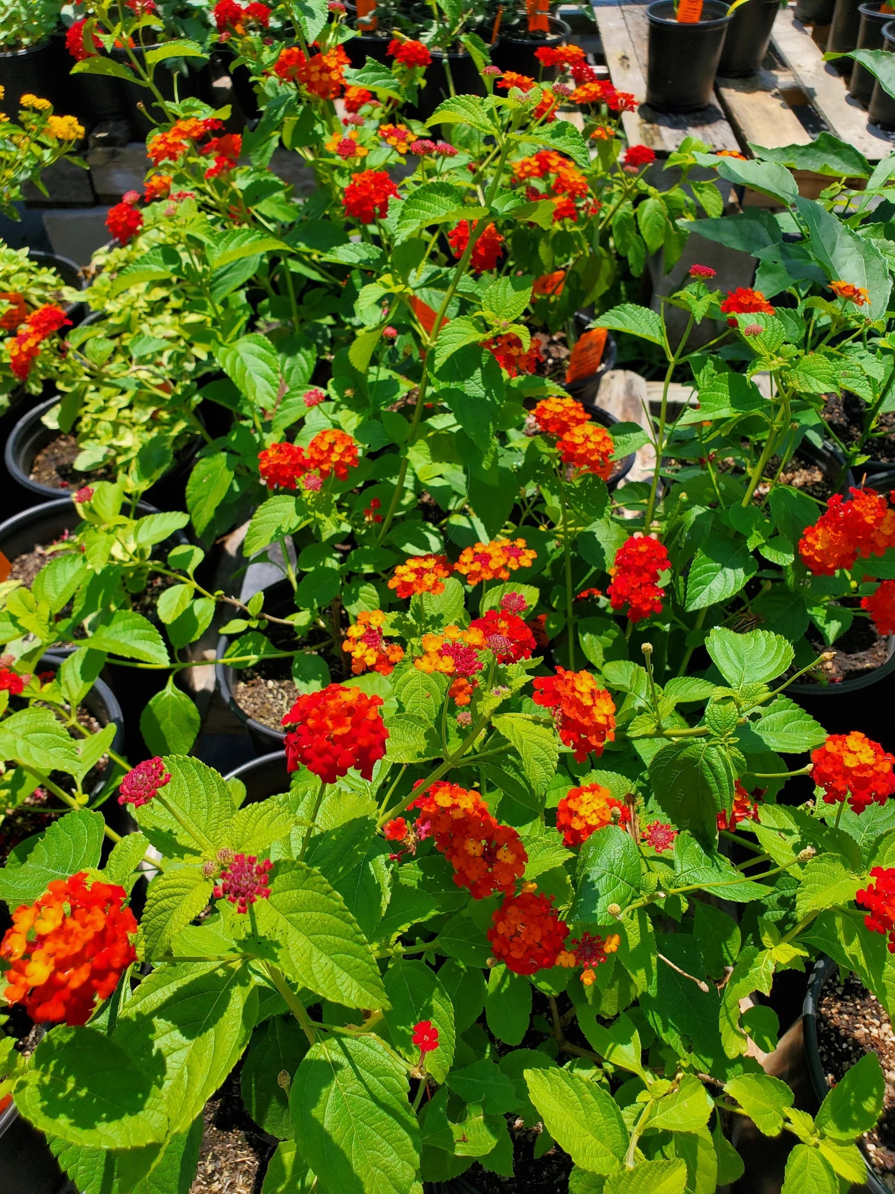 new growth on Dallas Red Lantana live houseplant from Divine Roots