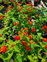 detail shot of Dallas Red Lantana live houseplant from Divine Roots