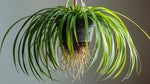 size reference for Chlorophytum Spider Reverse Rooted Starter Plant live spider plant from Divine Roots