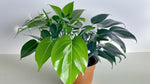 full view of Pothos Baltic Blue (Rooted Starter Plant) live Pothos from Divine Roots