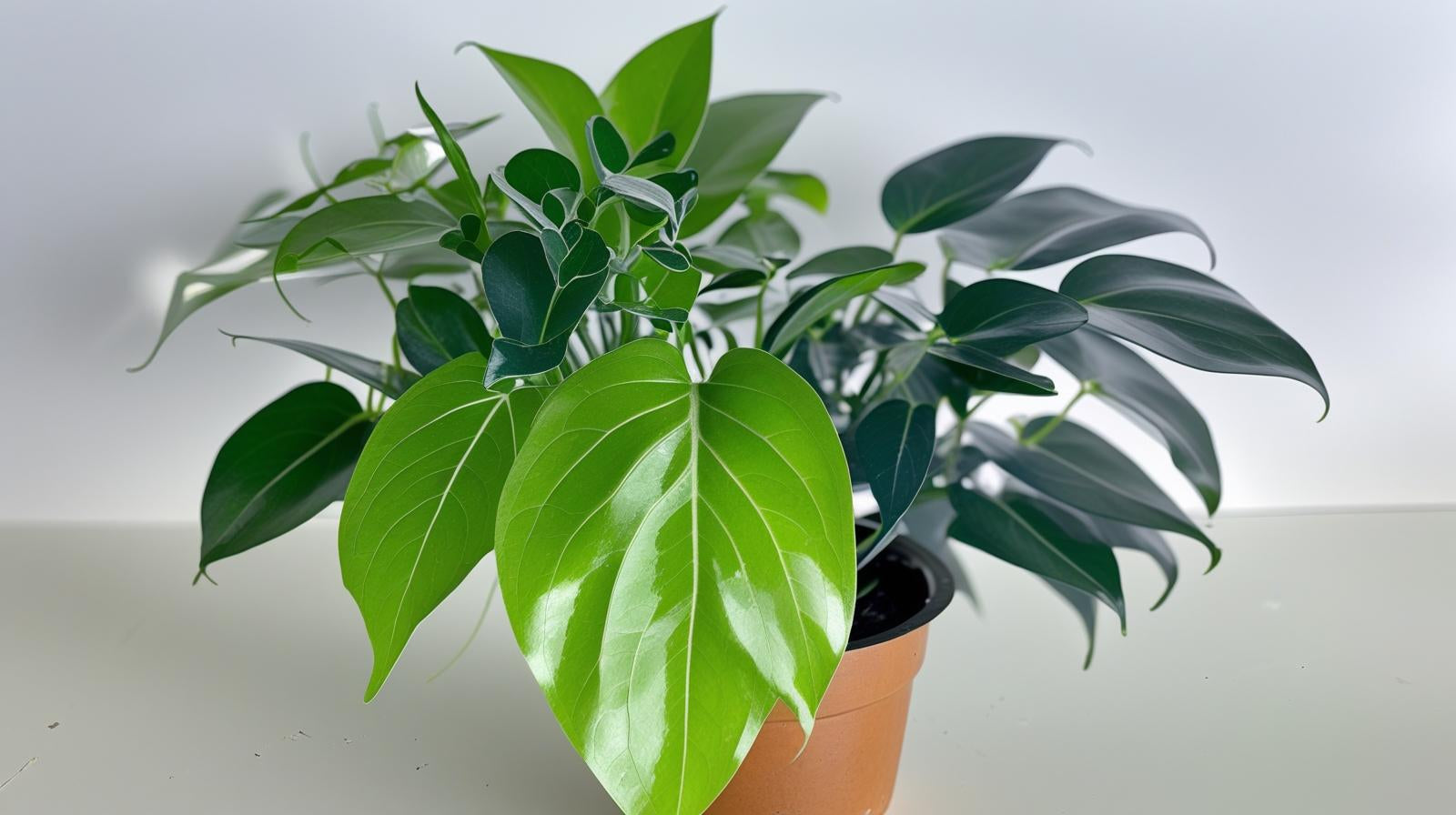 full view of Pothos Baltic Blue (Rooted Starter Plant) live Pothos from Divine Roots