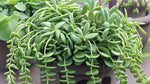 size reference for Senecio Radieans String Of Bananas Rooted Starter Plant live succulent from Divine Roots
