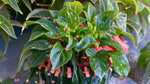leaf detail of Angel Wing Begonia Lois Burke Rooted Starter Plant live Begonia from Divine Roots