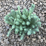 Sedum Reflexum Blue Spruce live plant from Divine Roots — photo 12 of 12
