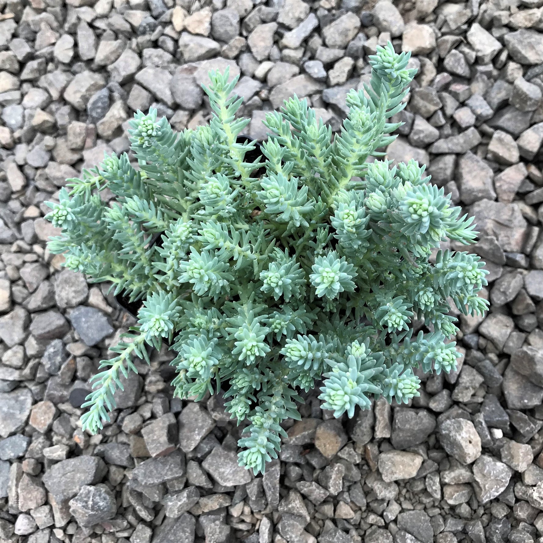 Sedum Reflexum Blue Spruce live plant from Divine Roots — photo 12 of 12