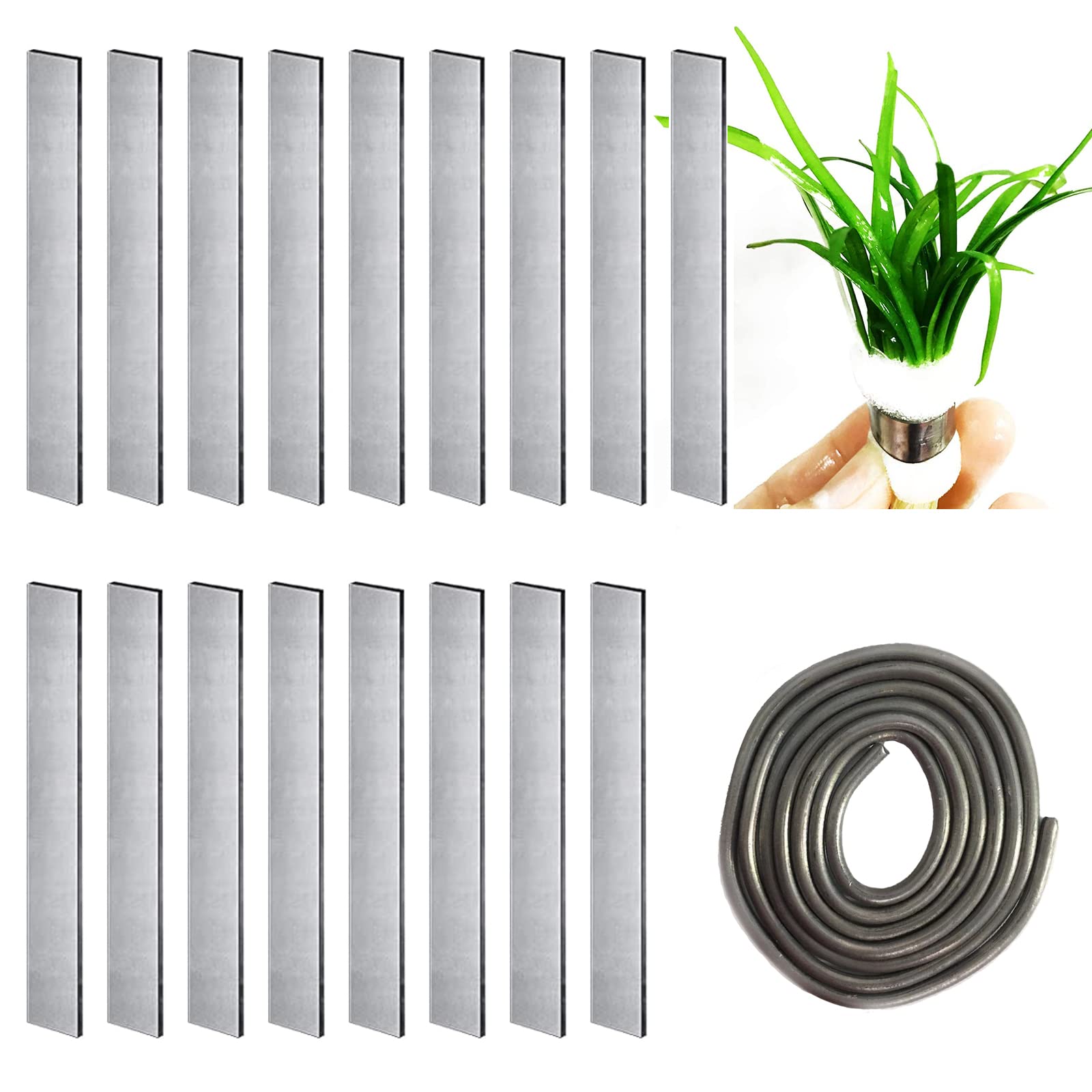 leaf detail of Aquatic Aquarium Plant Anchor Weights live houseplant from Divine Roots