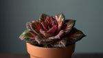 top view of Episcia Pink Panther Succulent live succulent from Divine Roots