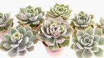 potted Echeveria Lola live succulent from Divine Roots