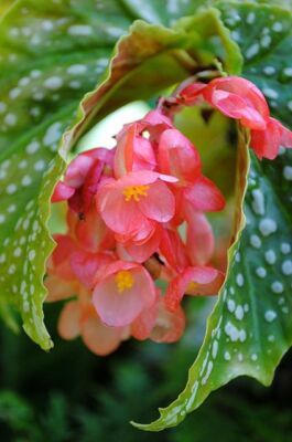 close-up detail of Angel Wing Begonia Lois Burke Rooted Starter Plant live Begonia from Divine Roots