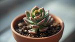 detail shot of Echeveria Lola Rooted Starter Plant live succulent from Divine Roots