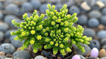 full view of Sedum Acre Succulent live succulent from Divine Roots