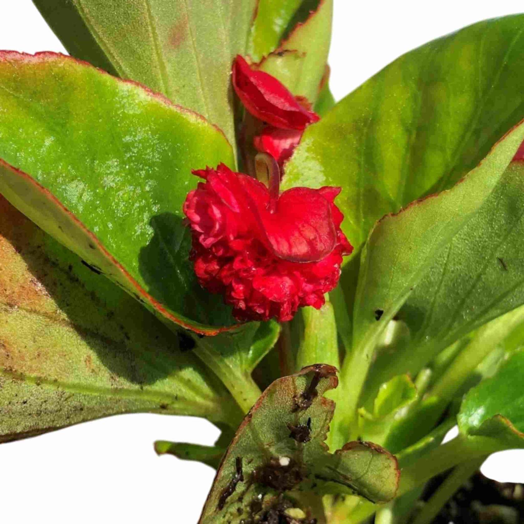 Begonia Double Geneva Red live Begonia from Divine Roots