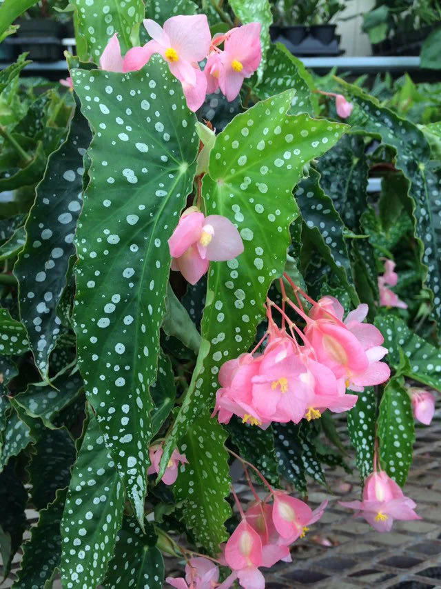 close-up detail of Angel Wing Begonia My Special Angel live Begonia from Divine Roots