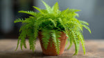 top view of Boston Fern Massii live fern from Divine Roots