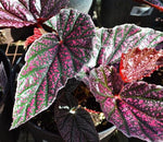close-up detail of Angel Wing Begonia Miss Mummy Rooted Starter Plant live Begonia from Divine Roots
