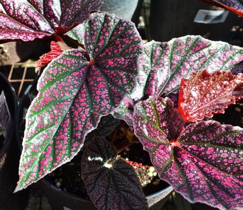 close-up detail of Angel Wing Begonia Miss Mummy Rooted Starter Plant live Begonia from Divine Roots