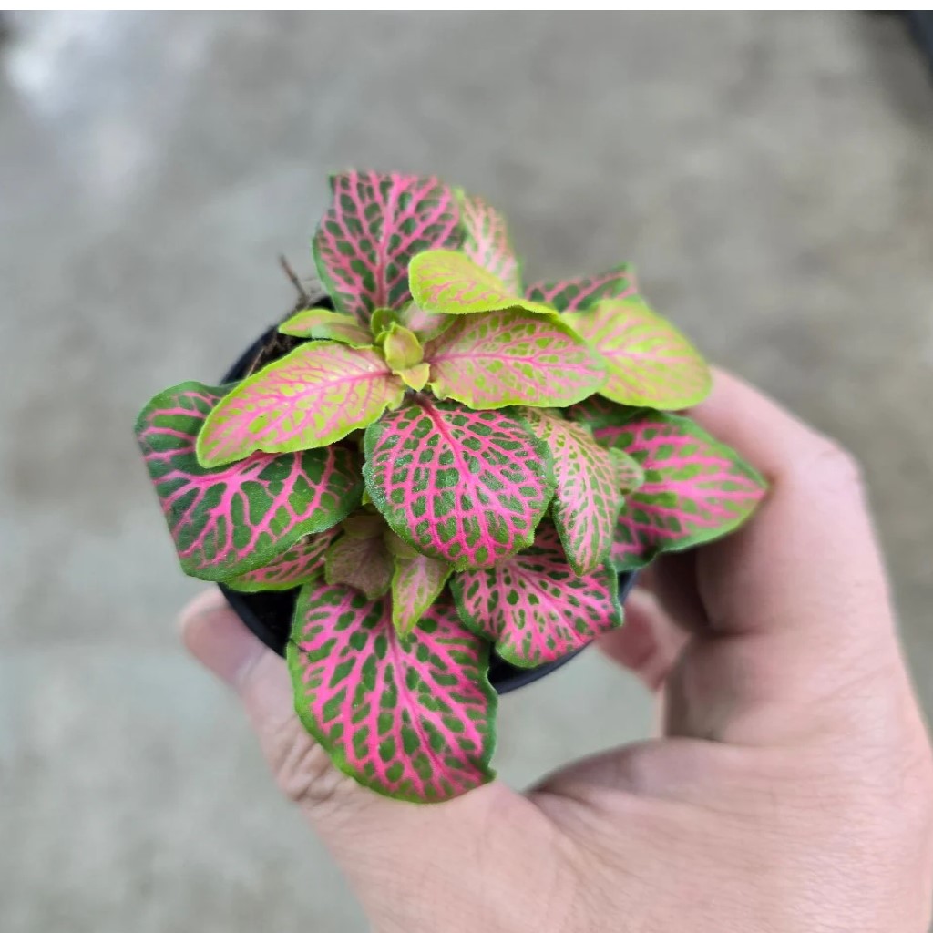side profile of Fittonia Zalm Ruby Lime Rooted Starter Plant live houseplant from Divine Roots