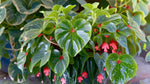 Angel Wing Begonia Lois Burke Rooted Starter Plant live Begonia from Divine Roots