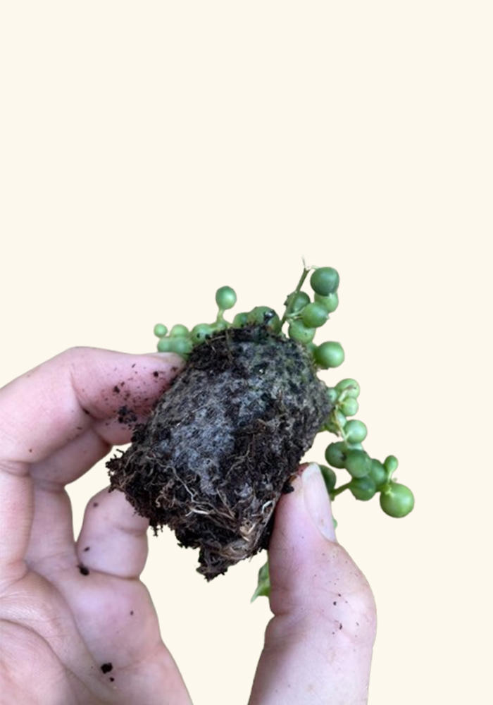 growth pattern of Senecio Rowleyanus String Of Pearls Rooted Starter Plant live succulent from Divine Roots