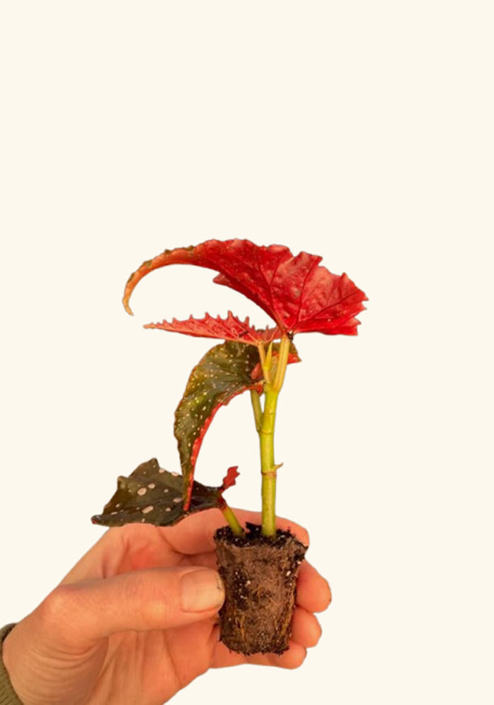 Angel Wing Begonia Fannie Moser Rooted Starter Plant