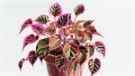 leaf detail of Coleus Meandering Linda live houseplant from Divine Roots