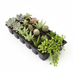 potted Succulents Assortment Rooted Starter Plant live succulent from Divine Roots