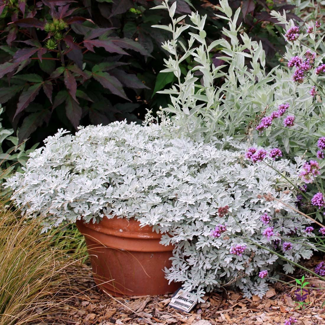 full view of Artemesia Stellerinana Silver Brocade live houseplant from Divine Roots