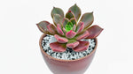 potted Echeveria Chroma live succulent from Divine Roots