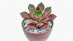 Echeveria Chroma live plant from Divine Roots — photo 8 of 11