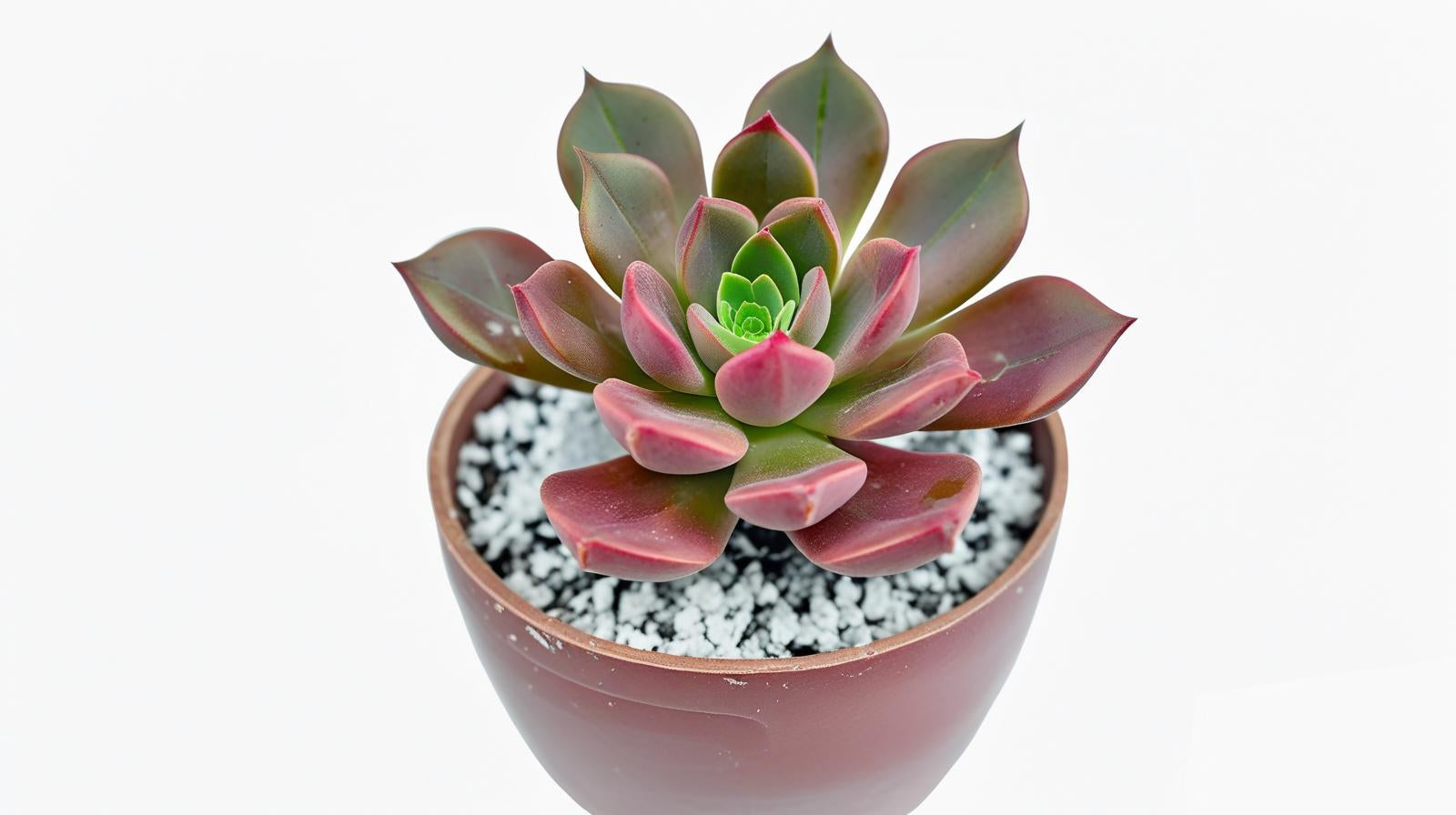 Echeveria Chroma live plant from Divine Roots — photo 8 of 11