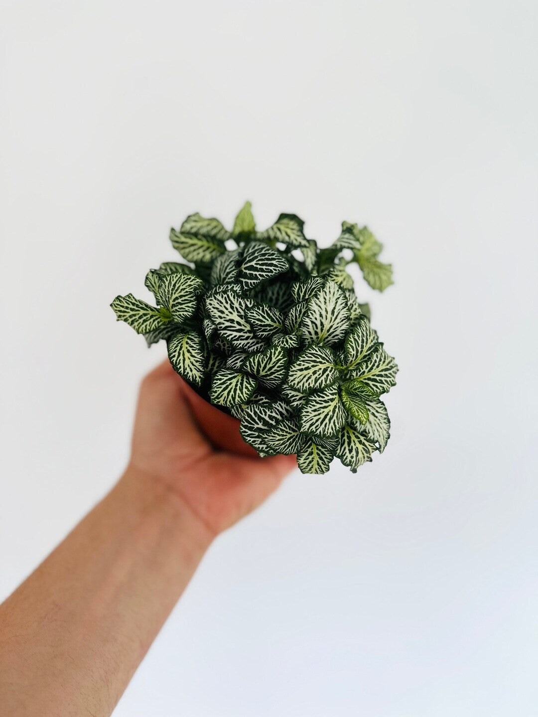 size reference for Fittonia Lovers Rooted Starter Plant live houseplant from Divine Roots