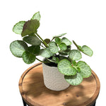 side profile of Plectranthus Swedish Ivy Emerald Lace live trailing plant from Divine Roots