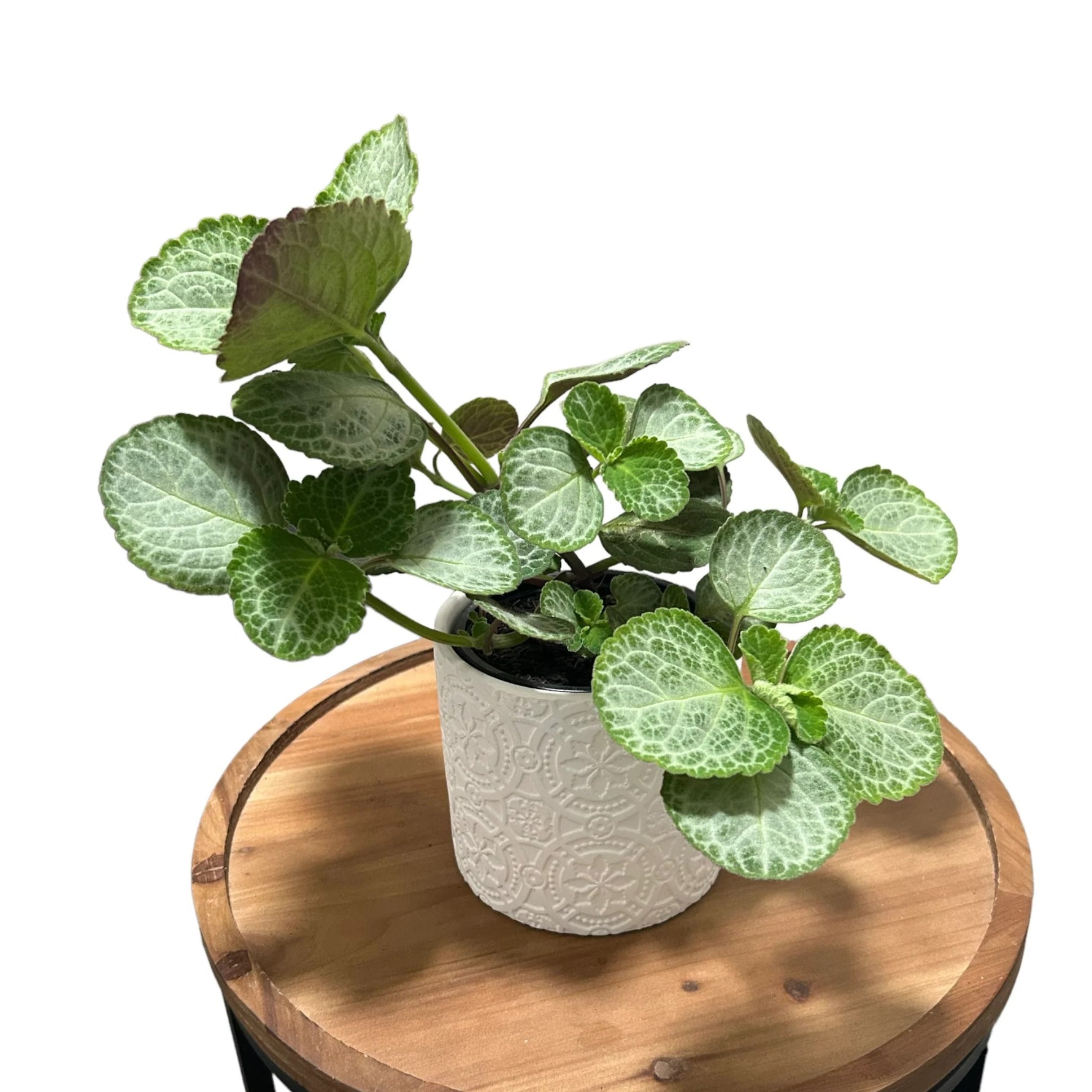 side profile of Plectranthus Swedish Ivy Emerald Lace live trailing plant from Divine Roots