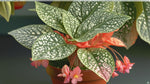 close-up detail of Angel Wing Begonia Snow Capped live Begonia from Divine Roots