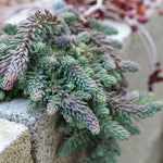 Sedum Reflexum Blue Spruce live plant from Divine Roots — photo 3 of 12