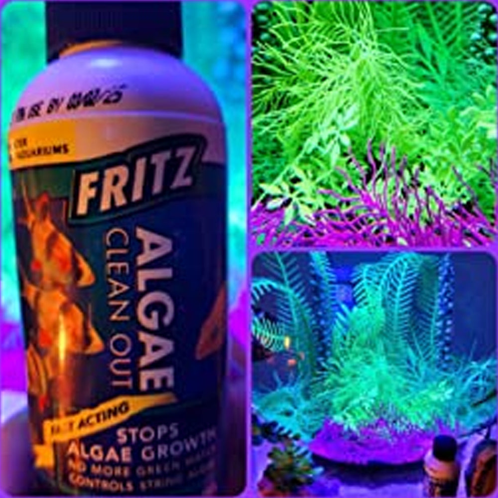 size reference for Fritz Algae Clean Out Parent (8 oz) live houseplant from Divine Roots