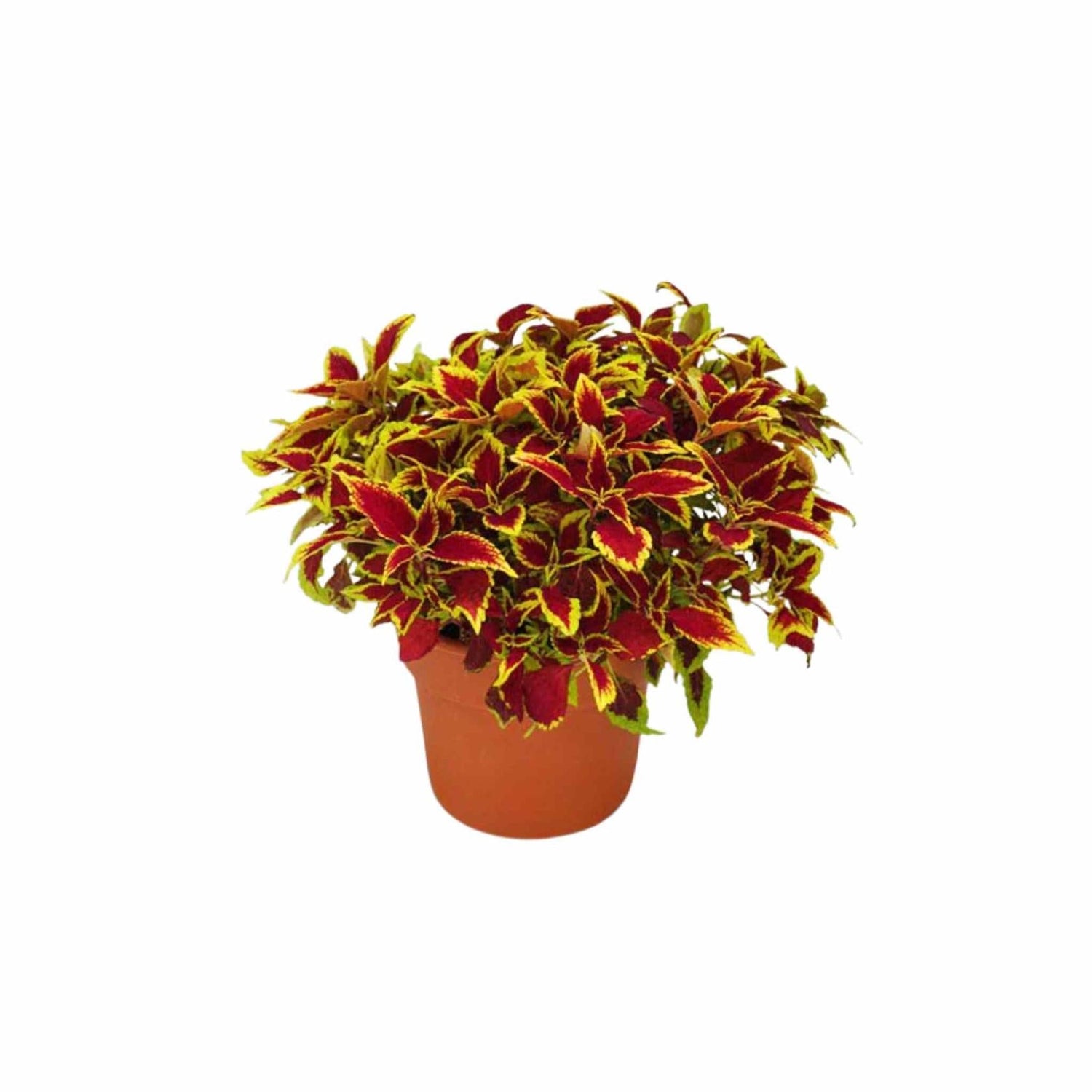 Coleus Defiance