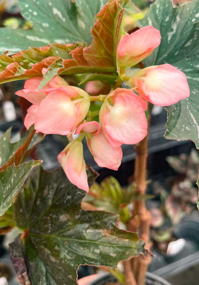 Angel Wing Begonia Sophia Rooted Starter Plant live Begonia from Divine Roots