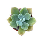 Echeveria Frosty live plant from Divine Roots — photo 2 of 10