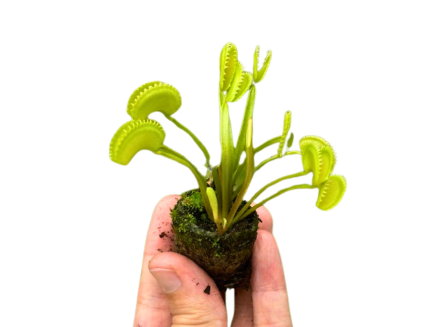 growth pattern of Venus Fly Trap w/Dome (Dionaea muscipula ‘Dente’) 3″ Pot decorative planter from Divine Roots