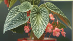 full view of Angel Wing Begonia Snow Capped live Begonia from Divine Roots
