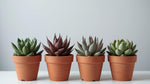 close-up detail of Senecio Succulent Plant Pack live succulent from Divine Roots