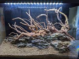 potted Aquarium Hardscape DriftWood: SpiderWood live houseplant from Divine Roots
