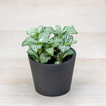 potted Fittonia Tiger Rooted Starter Plant live houseplant from Divine Roots
