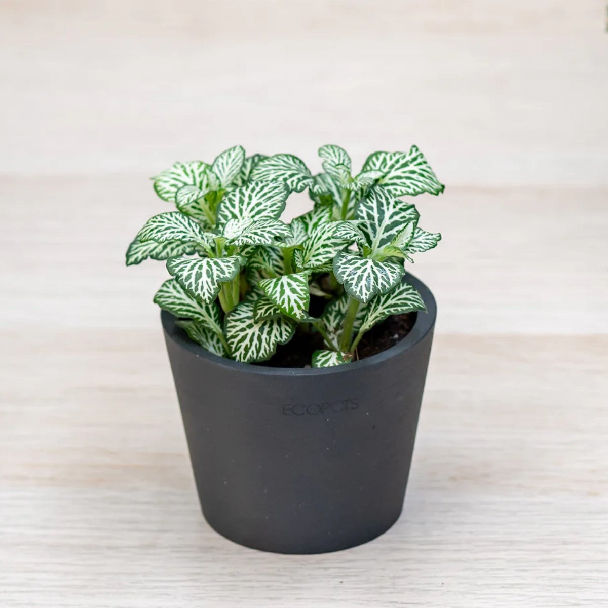 potted Fittonia Tiger Rooted Starter Plant live houseplant from Divine Roots