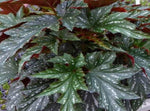 side profile of Angel Wing Begonia Sophia live Begonia from Divine Roots