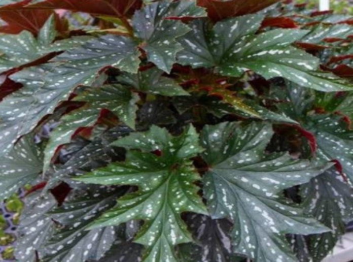 side profile of Angel Wing Begonia Sophia live Begonia from Divine Roots