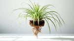 Chlorophytum Spider Reverse live spider plant from Divine Roots