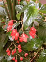 leaf detail of Angel Wing Begonia Sunbrite Red live Begonia from Divine Roots
